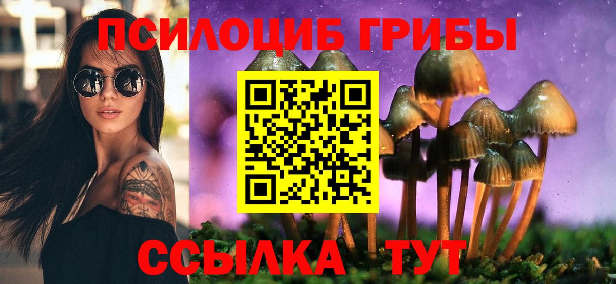 Псилоцибиновые грибы Psilocybe Тверь
